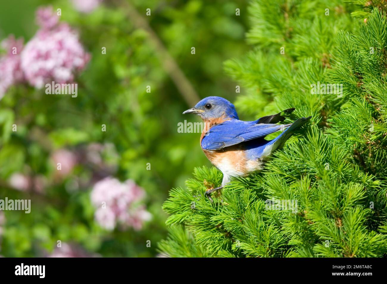 01377-160.08 Eastern Bluebird (Sialia sialis) male in Dwarf Alberta Spruce near Lilac bush, Marion Co. IL Stock Photo