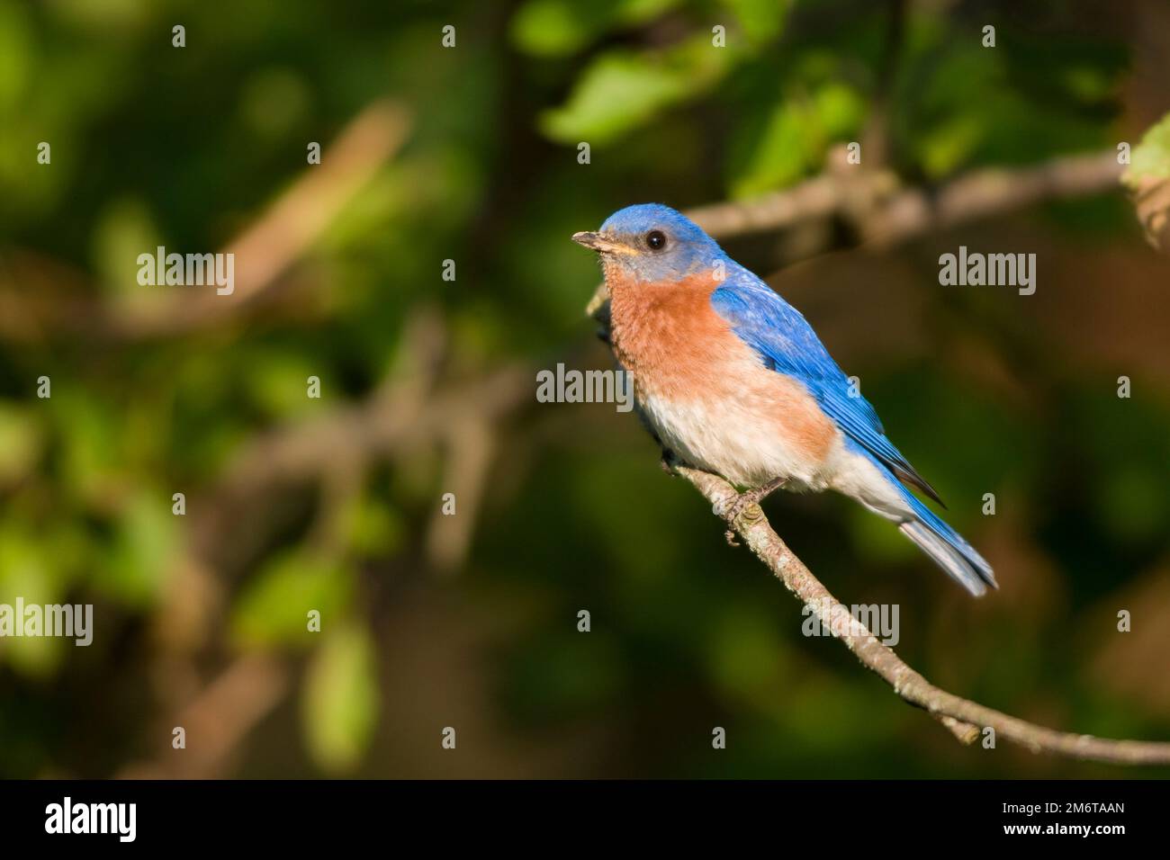 01377-169.07 Eastern Bluebird (Sialia sialis) male in tree, Marion Co. IL Stock Photo
