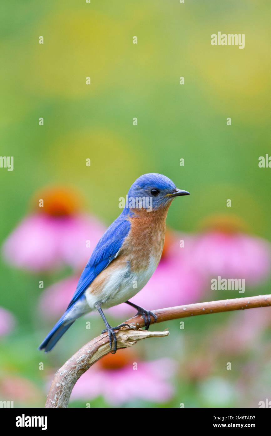 01377-17703 Eastern Bluebird (Sialia sialis) male on perch near flower garden, Marion Co. IL Stock Photo