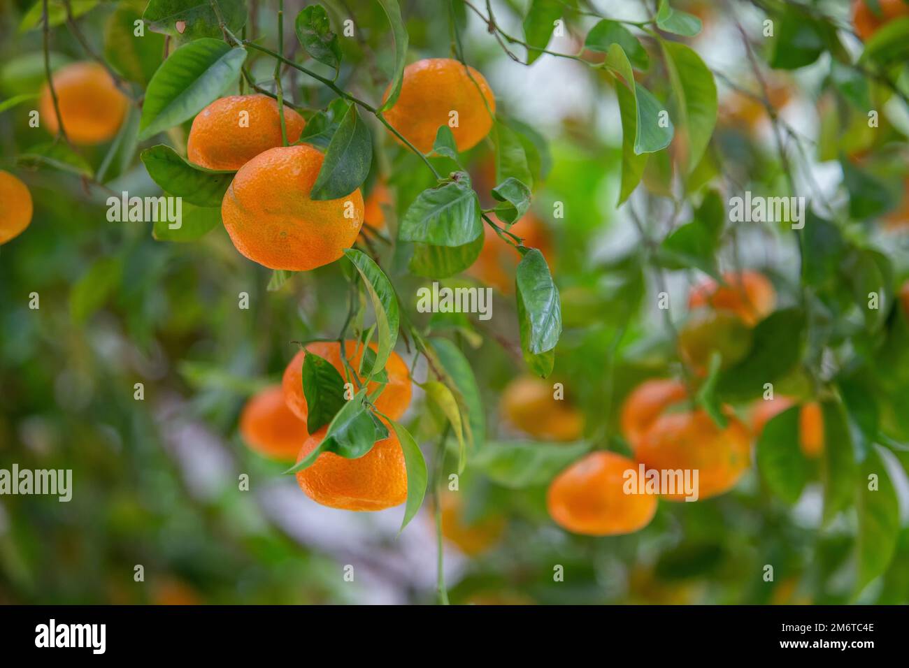 Ripe tangerines on the branches of tangerine trees on the terraces of