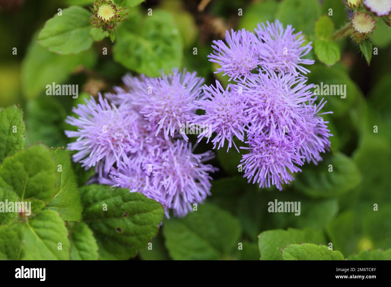 Red and blue small flowers hi-res stock photography and images - Alamy