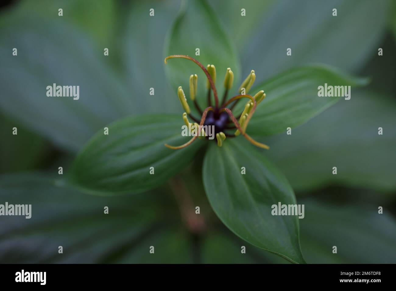 Paris quadrifolia. Flower close-up of the poisonous plant, herb-paris or the knot of true lovers. Blooming grass Paris. Crow's eye or raven eye, poiso Stock Photo