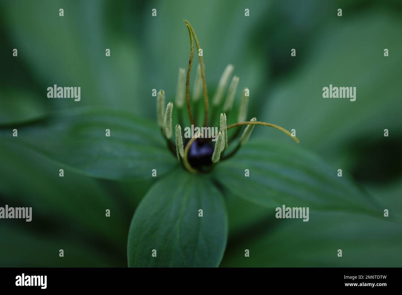 Paris quadrifolia. Flower close-up of the poisonous plant, herb-paris or the knot of true lovers. Crow's eye or raven eye, poisonous berry in the fore Stock Photo