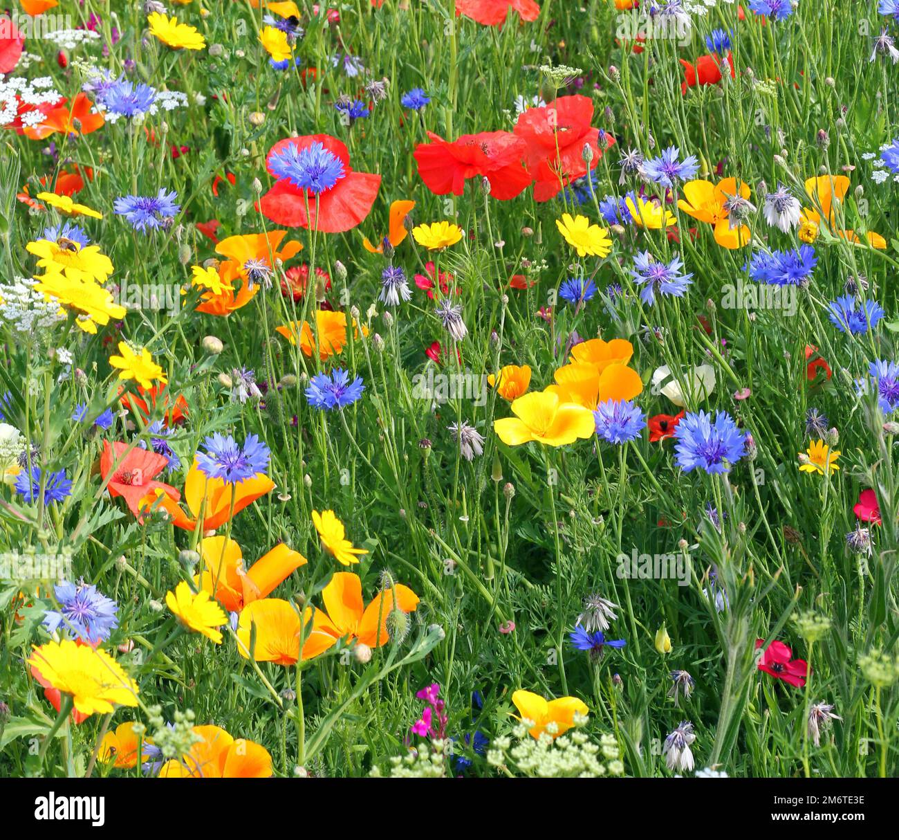 Blue flowers with red background hi-res stock photography and images ...