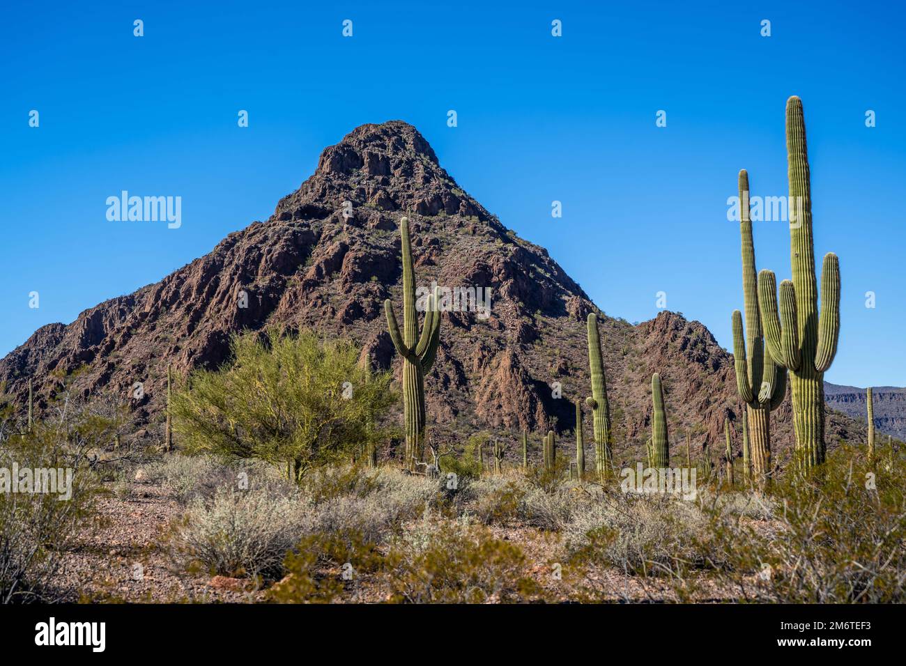 An overlooking view of Organ Pipe Cactus NM, Arizona Stock Photo