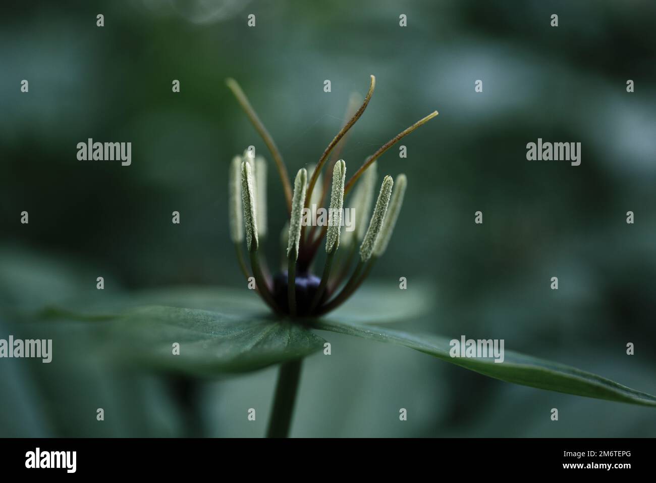 Paris quadrifolia. Crow's eye or raven eye, poisonous berry in the forest. Flower close-up of the poisonous plant, herb-paris or the knot of true love Stock Photo