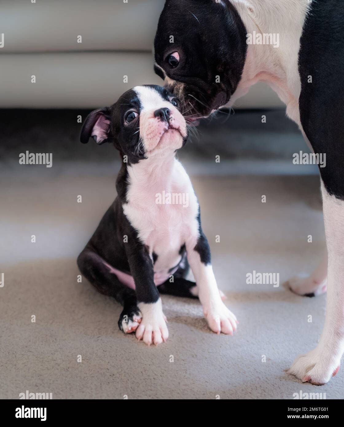 Boston Terrier puppy sitting with her head up is sniffed affectionately by a larger young dog. The puppy looks a little bit nervous. Stock Photo