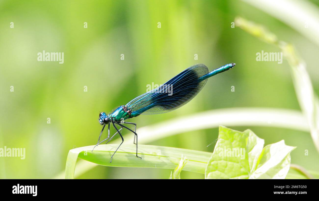 A selective focus of a green banded demoiselle standing on a green plant's leaf Stock Photo