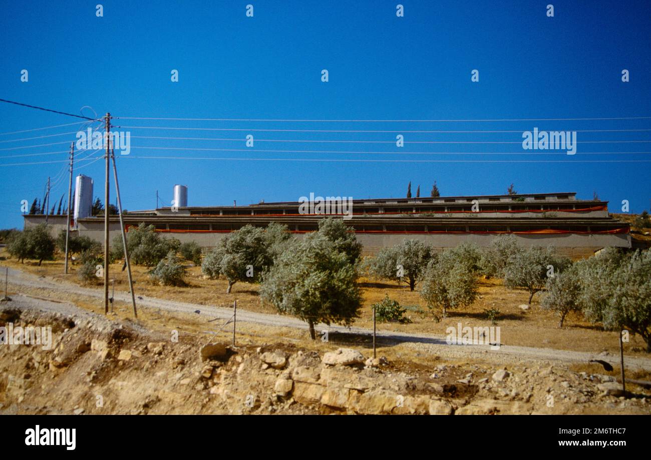 Jordan Nr Amman Olive Oil Bottling Plant & Olive Trees Stock Photo Alamy