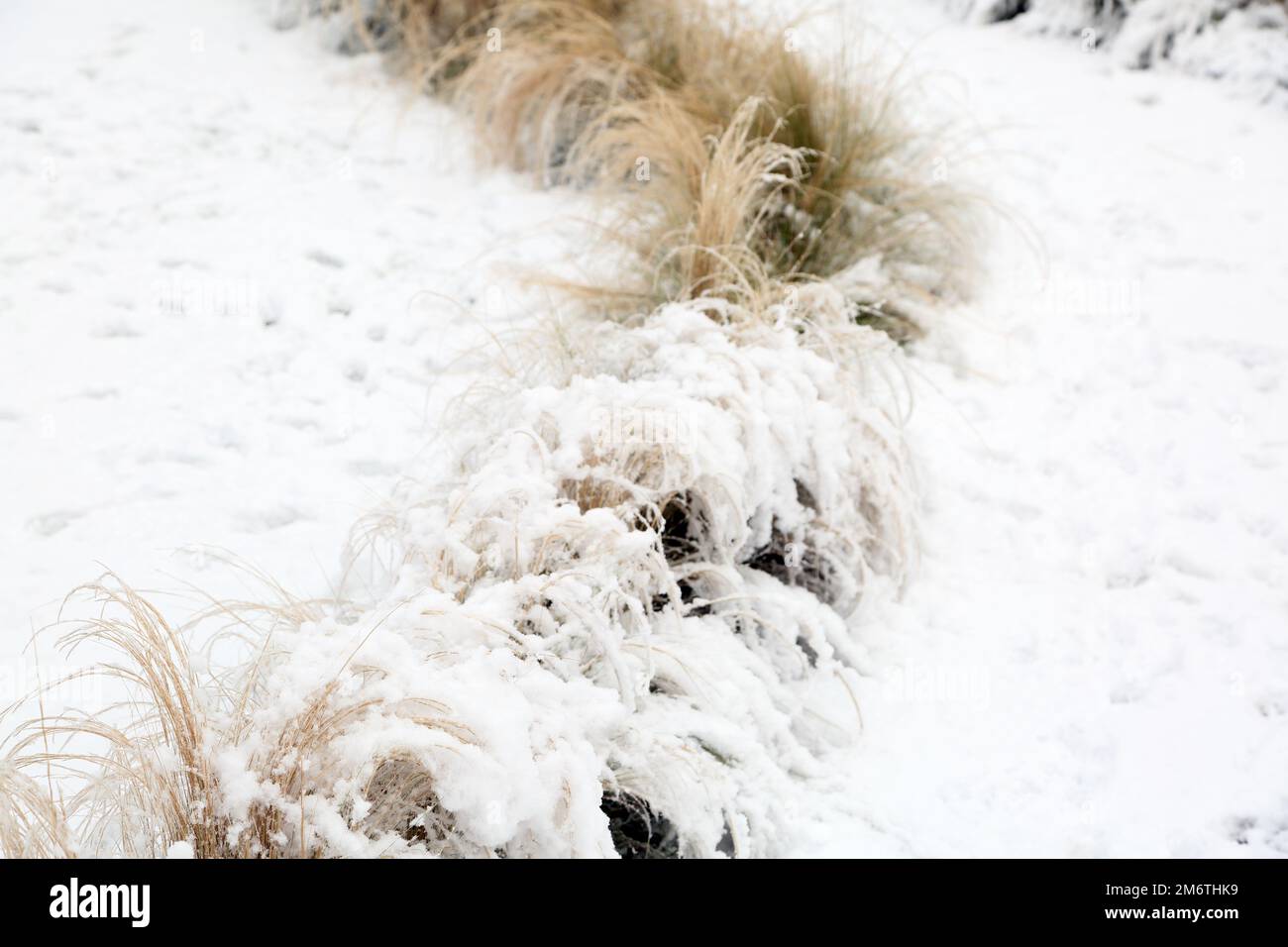 Mexican Feathergrass Lining a Path in Garden In the Snow During Winter Surrey England Stock Photo
