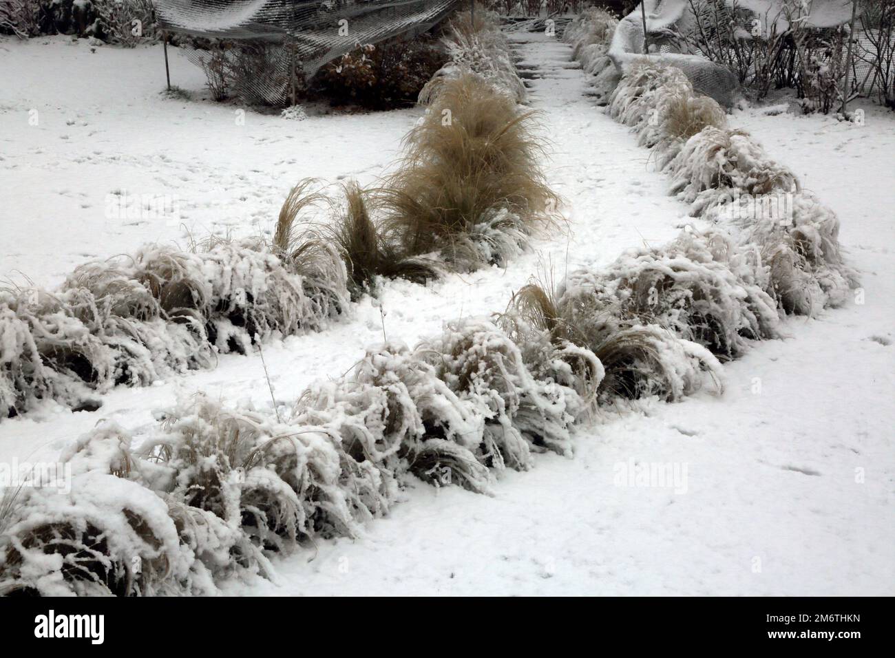 Mexican Feathergrass Lining a Path in Garden In the Snow During Winter Surrey England Stock Photo
