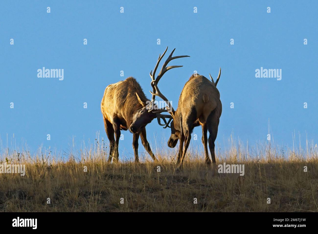 Two bull elk during the rut Stock Photo Alamy
