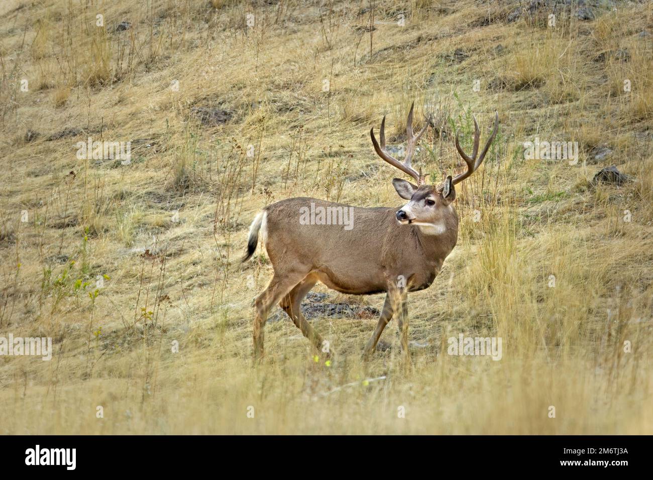 Mule deer in the field in Montana Stock Photo - Alamy