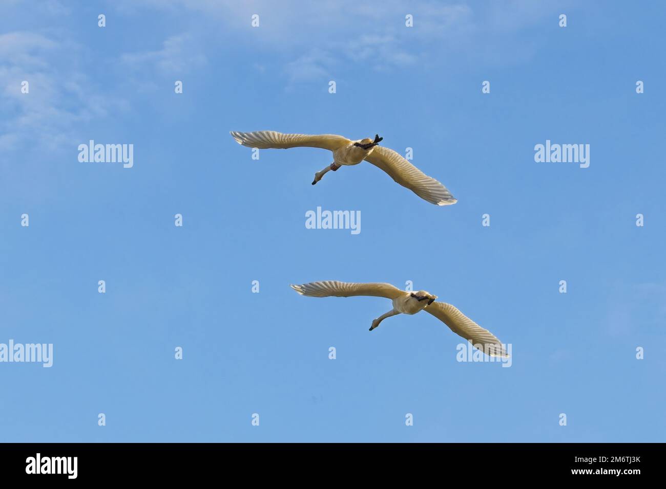 Two swans flying up in the sky Stock Photo Alamy