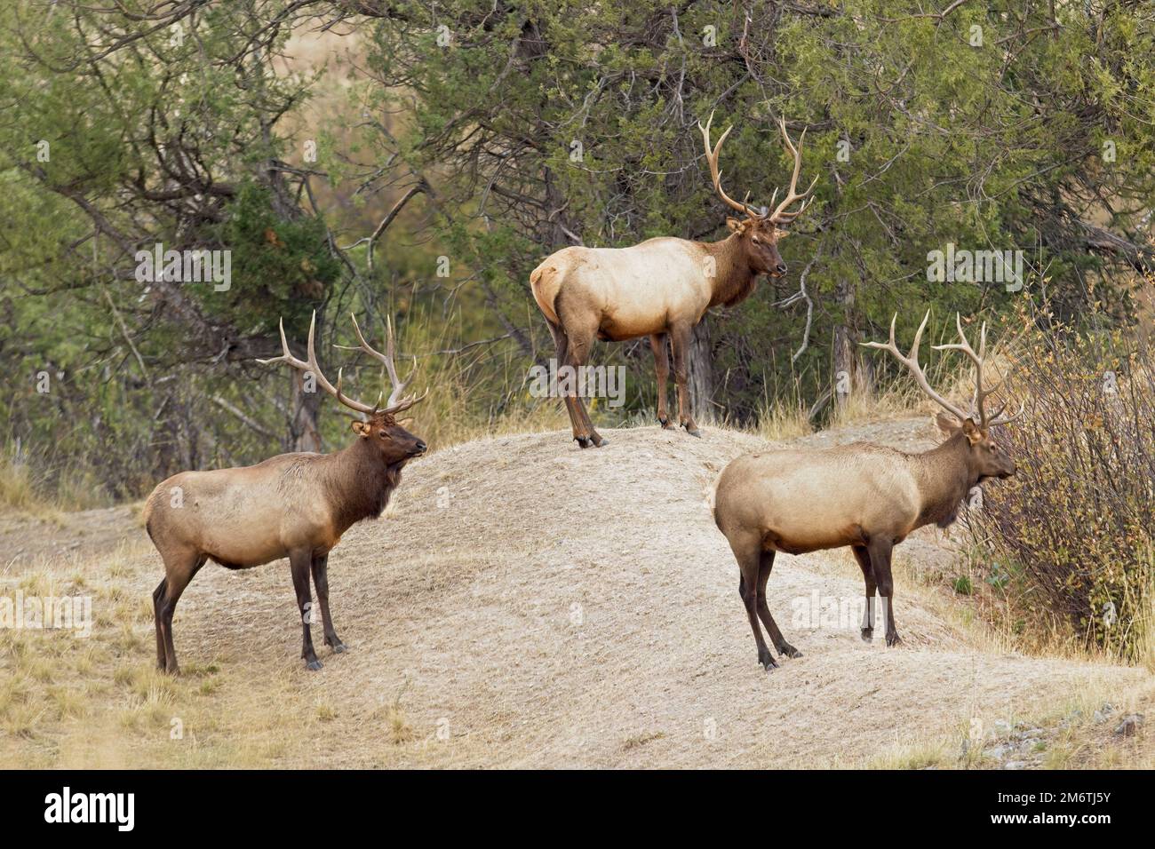Three bull elk in Montana Stock Photo Alamy