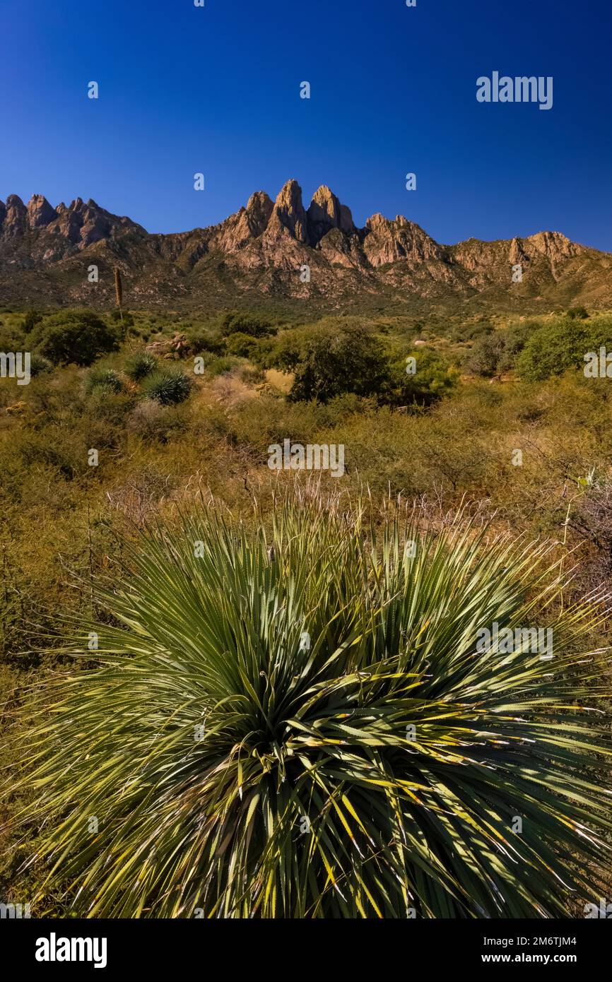 Desert Spoon, Dasylirion wheeleri, plant in Organ Mountains-Desert Peaks National Monument, New Mexico, USA Stock Photo