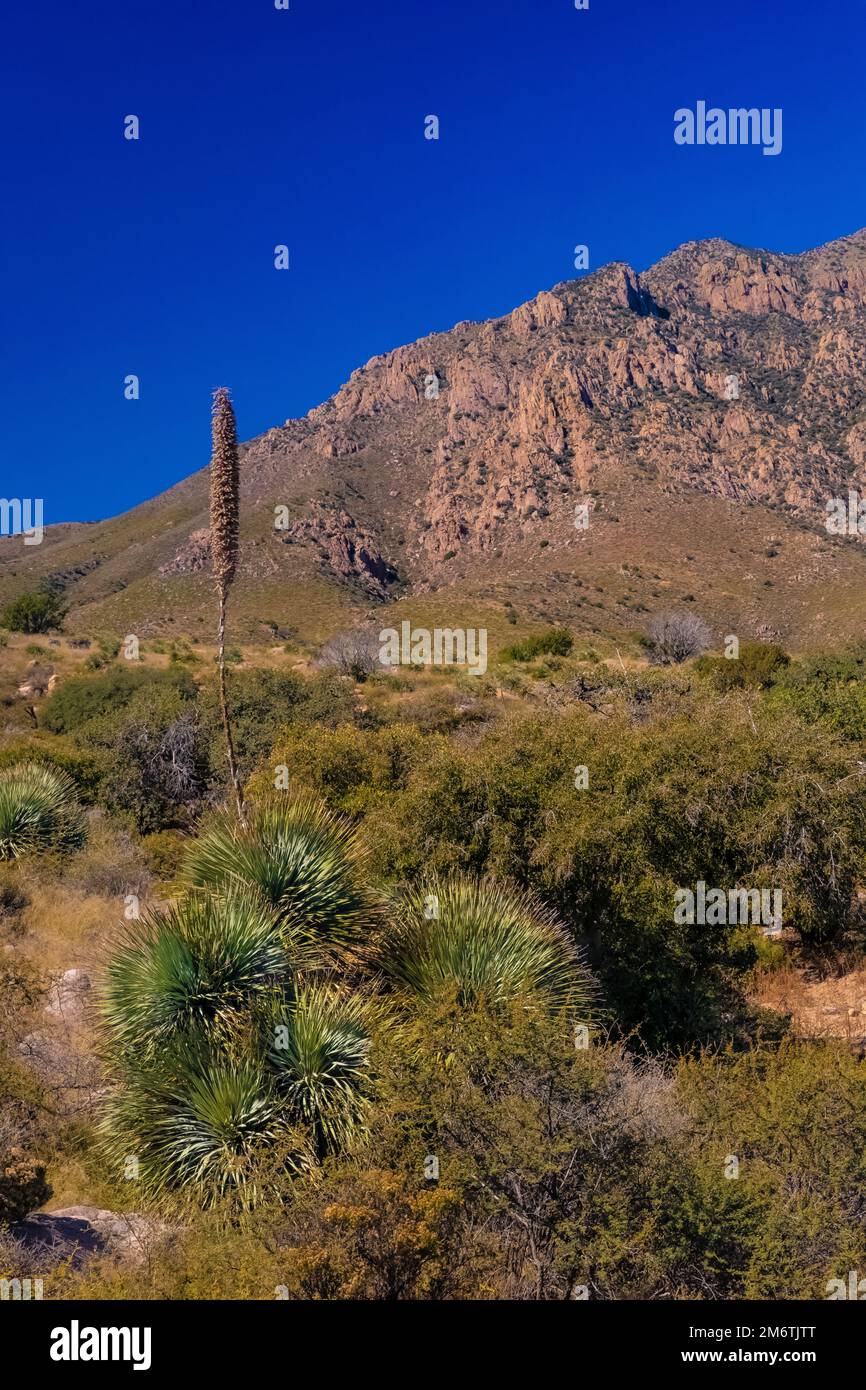 Desert Spoon, Dasylirion wheeleri, plant in Organ Mountains-Desert Peaks National Monument, New Mexico, USA Stock Photo