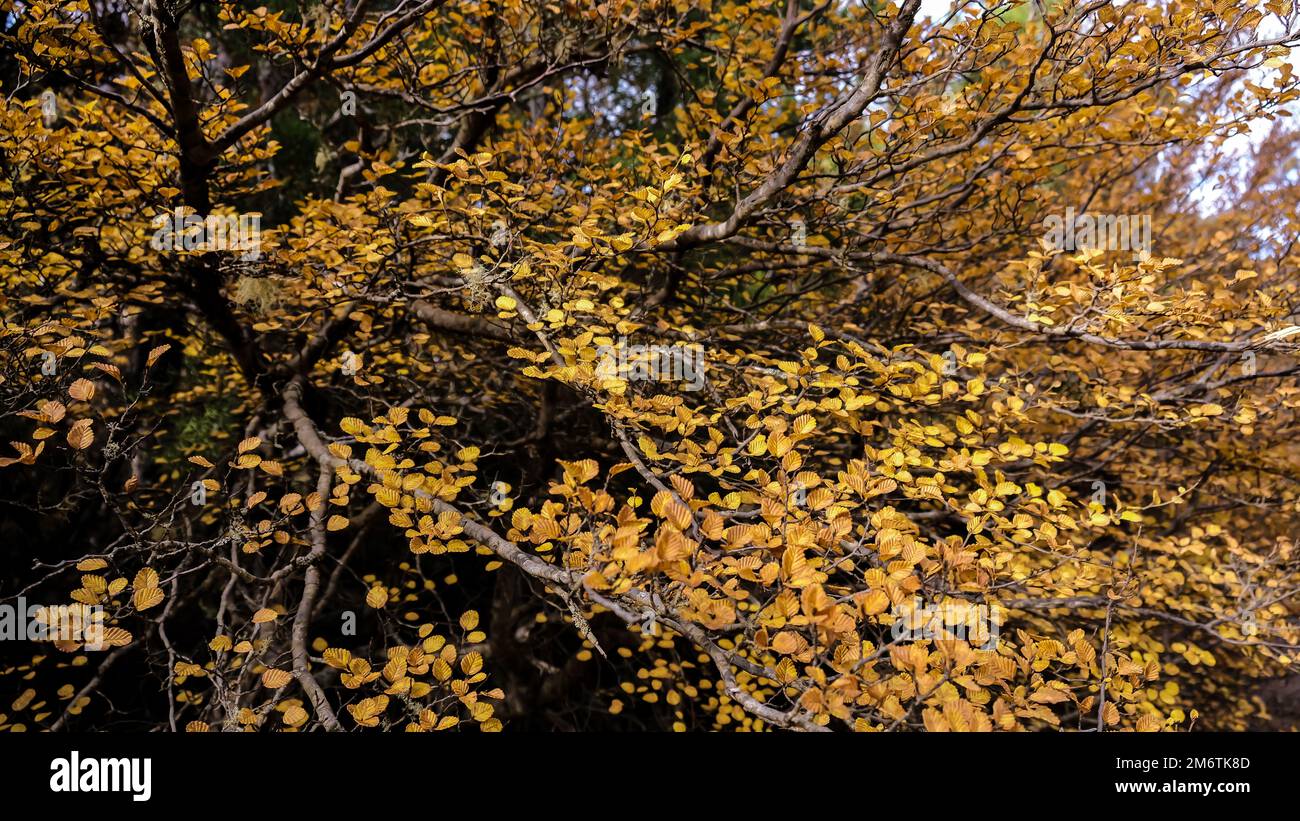 The golden autumn colours of the deciduous beech tree Mount Field National Park Tasmania Stock Photo