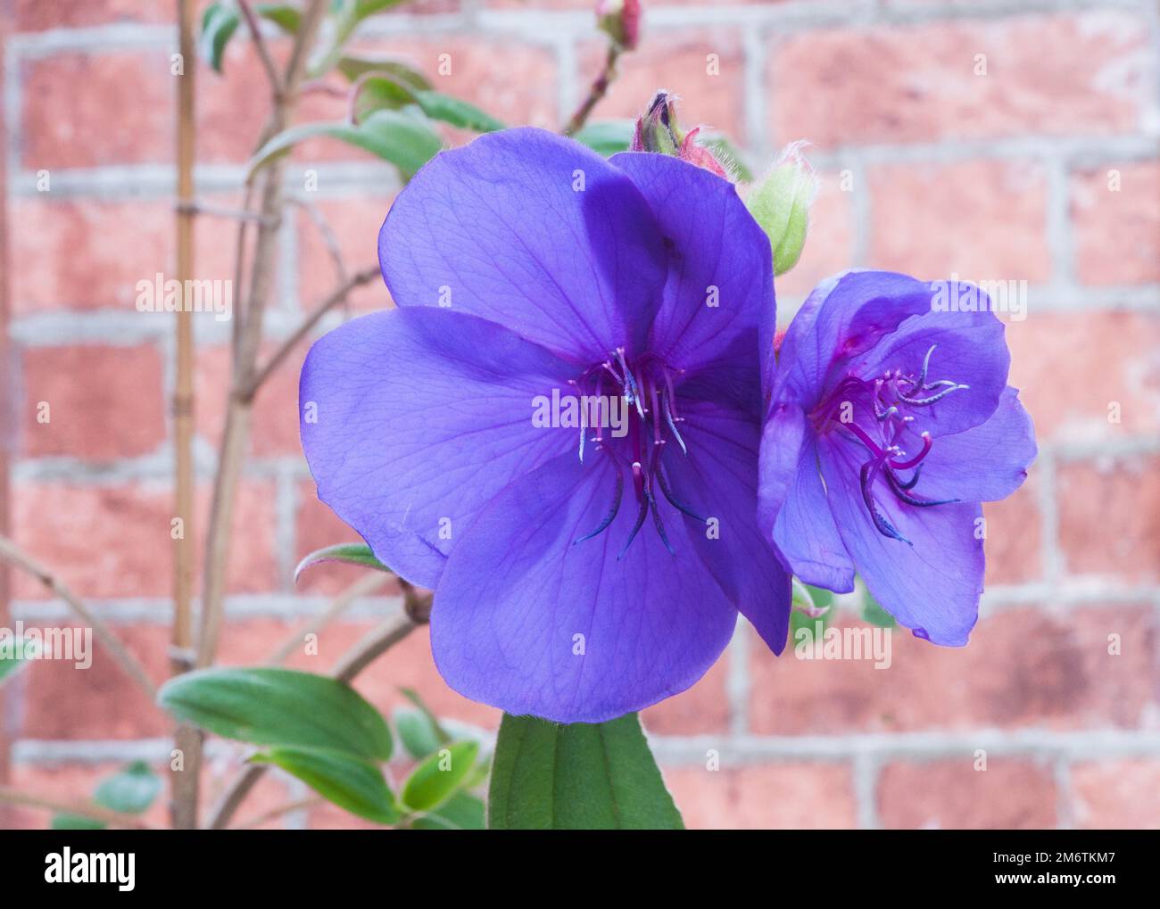 Close up of Tibouchina urvilleana that flowers from summer to autumn an evergreen perennial that is frost tender also called Brazilian spider flower Stock Photo