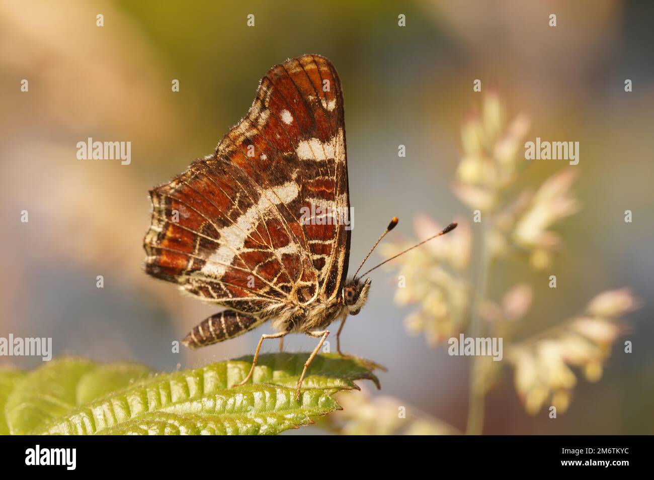 Natural closeup on a Map butterfly, Araschnia levana, sitting with closed wings on a green leaf Stock Photo