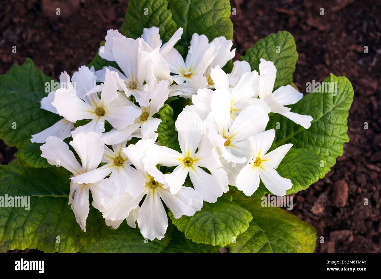 Close up of flowers on Primula Star Fever  A single white primulaceae with star shaped flowers in early to late spring is evergreen and fully hardy. Stock Photo