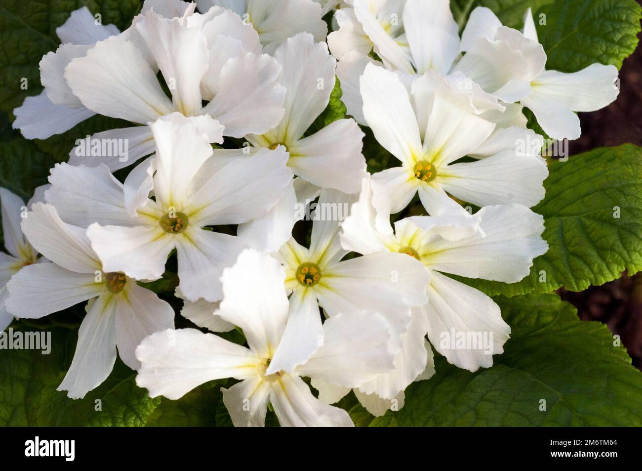 Close up of flowers on Primula Star Fever  A single white primulaceae with star shaped flowers in early to late spring is evergreen and fully hardy. Stock Photo