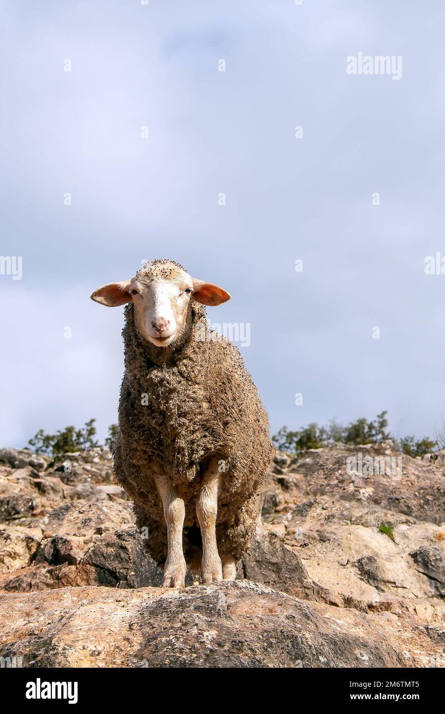 A young sheep grazes in the mountains against a clear sky Stock Photo