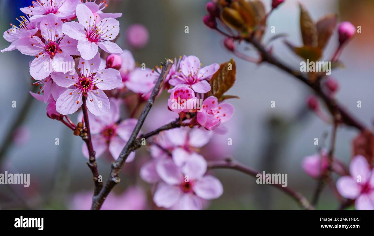 A closeup shot of beautiful cherry blossoms on tree branches against a ...