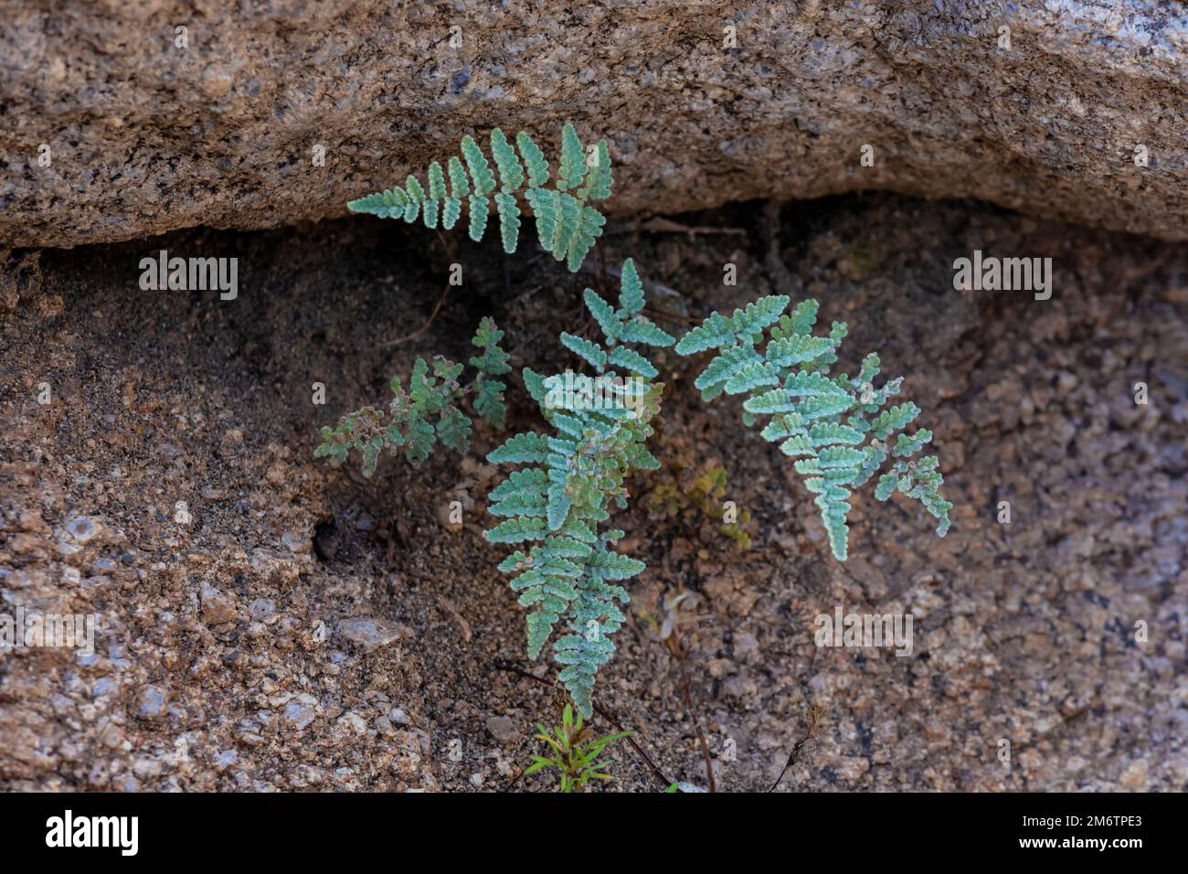 Eaton's Lipfern, Myrioptersis rufa (unconfirmed) at Aguirre Spring Campground in Organ Mountains-Desert Peaks National Monument, New Mexico, USA Stock Photo