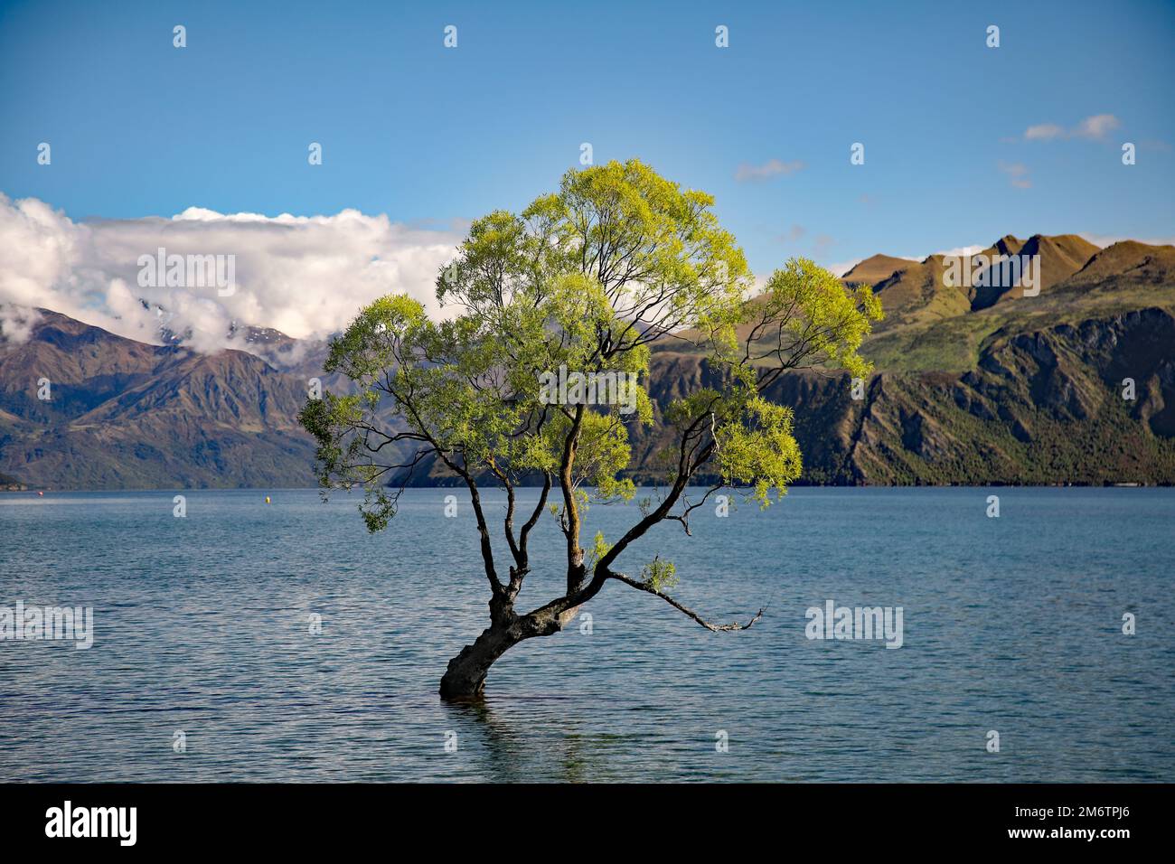 Lake Wanaka Tree, New Zealand Stock Photo - Alamy