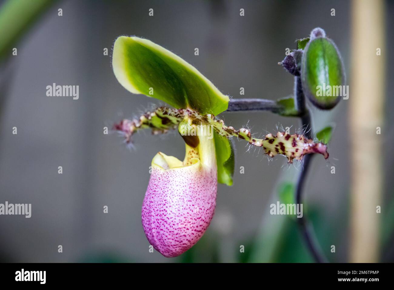 Orchid flower, Hybrid American Paphiopedilum Stock Photo