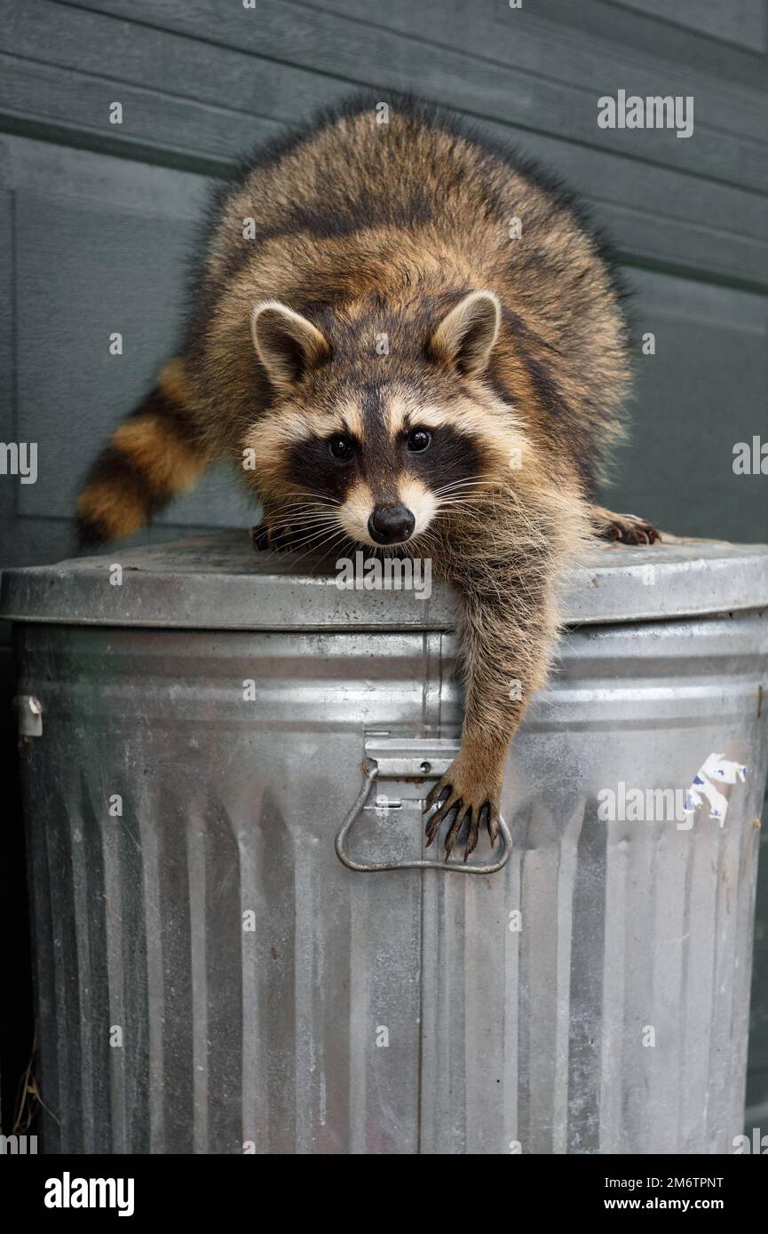 Raccoon (Procyon lotor) Reaches Down to Grab Handle of Garbage Can captive animal Stock Photo