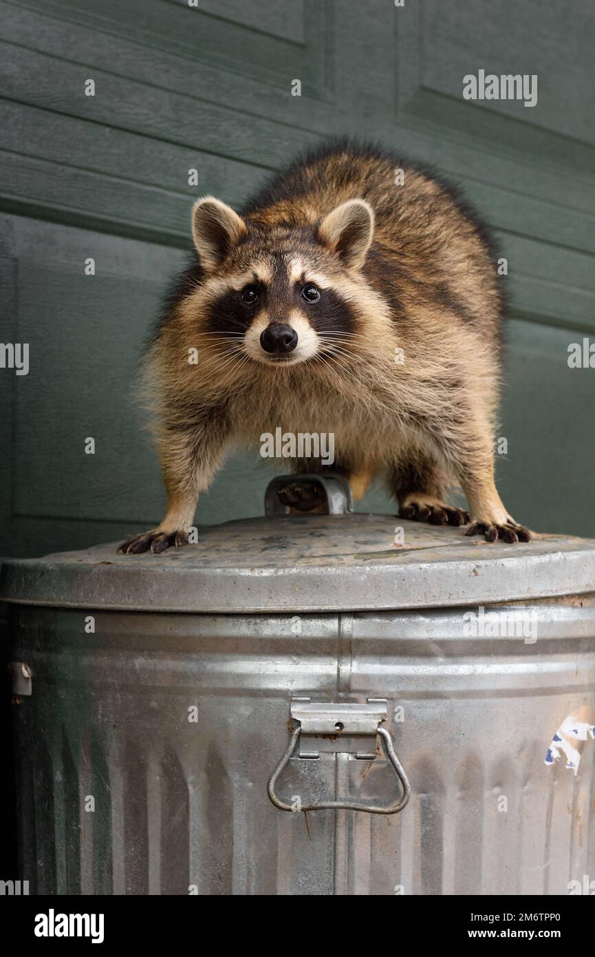 Raccoon (Procyon lotor) Stands Defiant Atop Garbage Can - captive animal Stock Photo