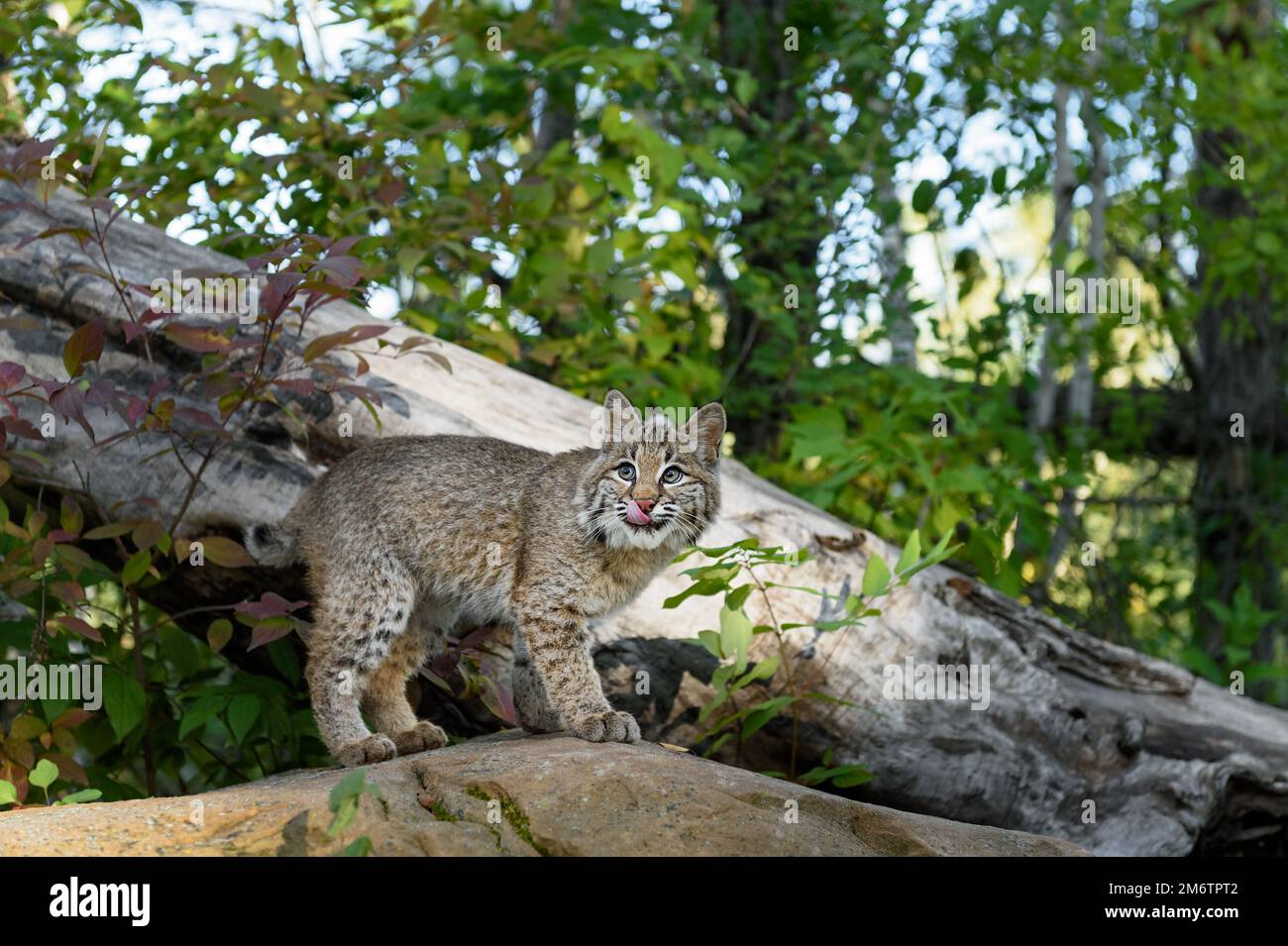 Bobcat (Lynx rufus) Looks Up From Rock While Licking Face Autumn - captive animal Stock Photo