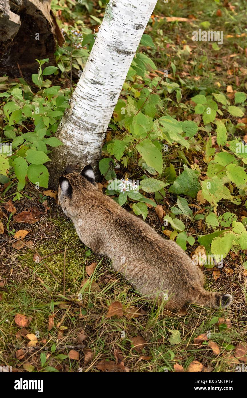 Bobcat (Lynx rufus) Sniffs at Base of Tree Autumn - captive animal Stock Photo