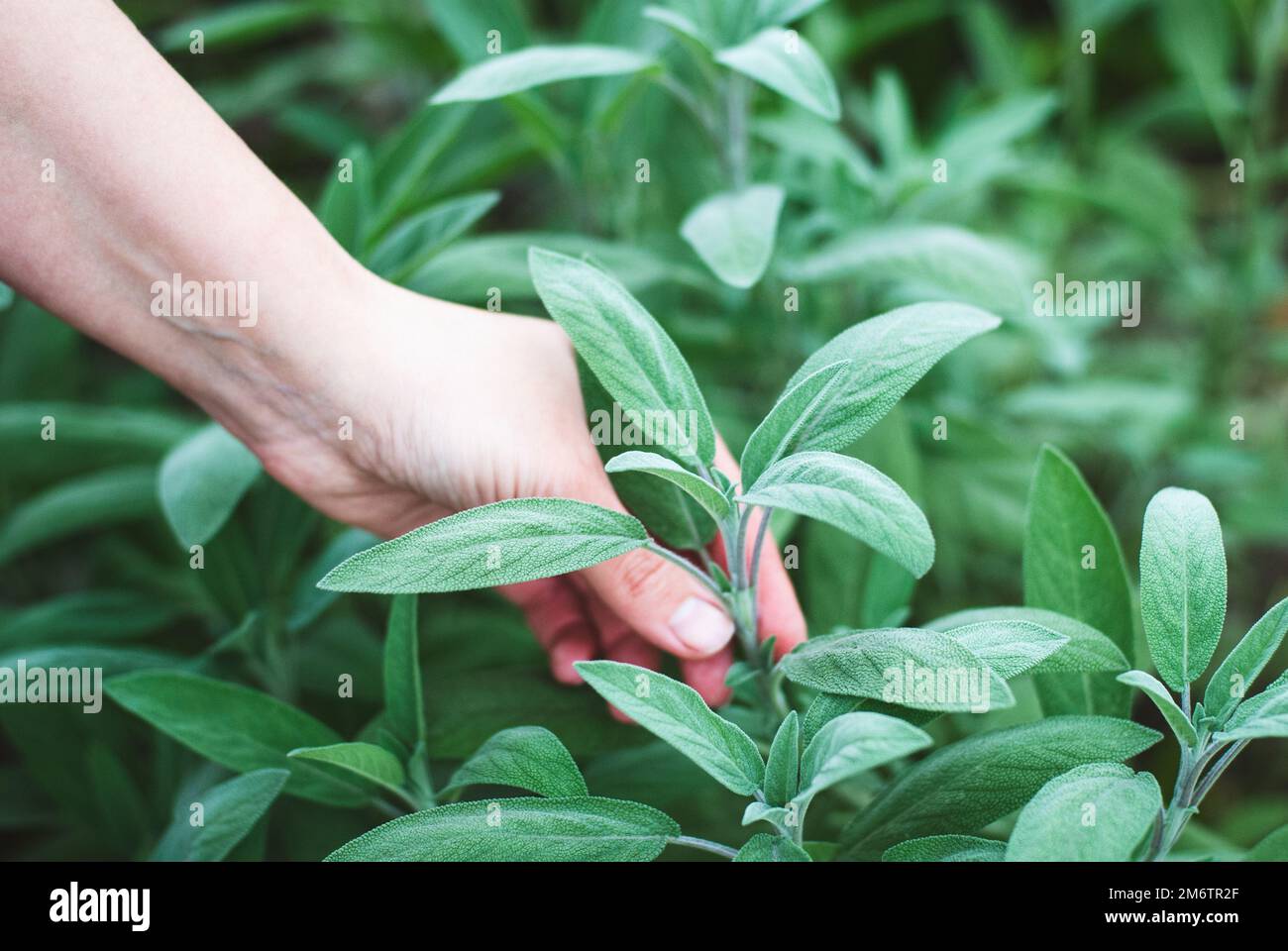 Hand picking fresh sage in herbs garden, growing sage for food and