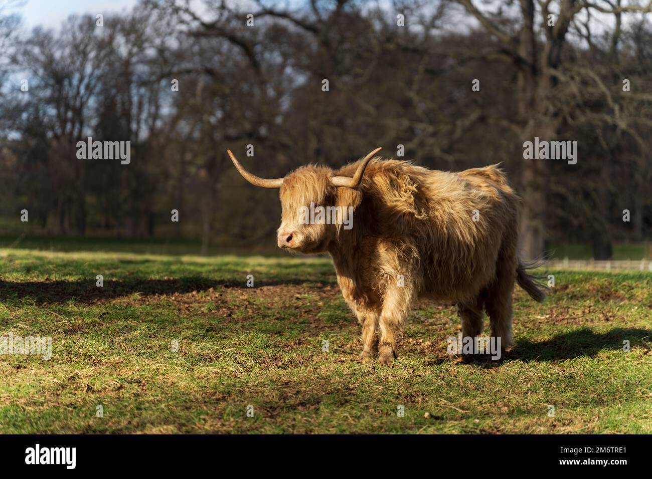 The Hirsel, country house of the Douglas-Home family. Highland cow. Stock Photo