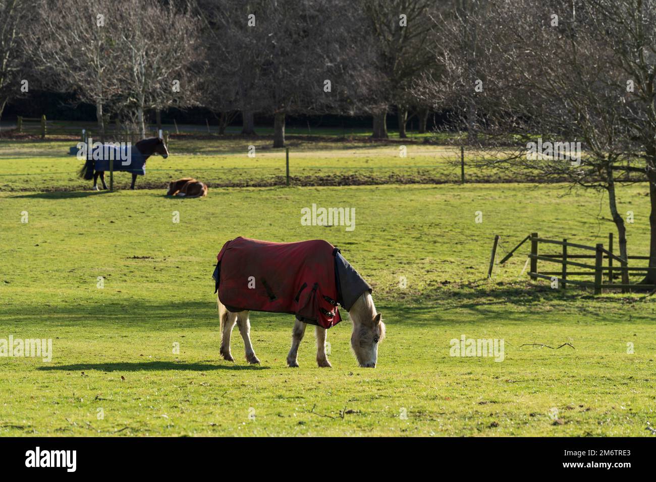 The Hirsel, country house of the Douglas-Home family. Horse grazing. Stock Photo