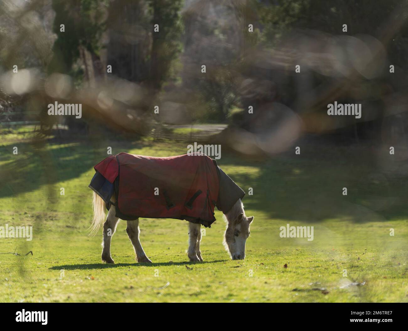 The Hirsel, country house of the Douglas-Home family. Horse grazing. Stock Photo