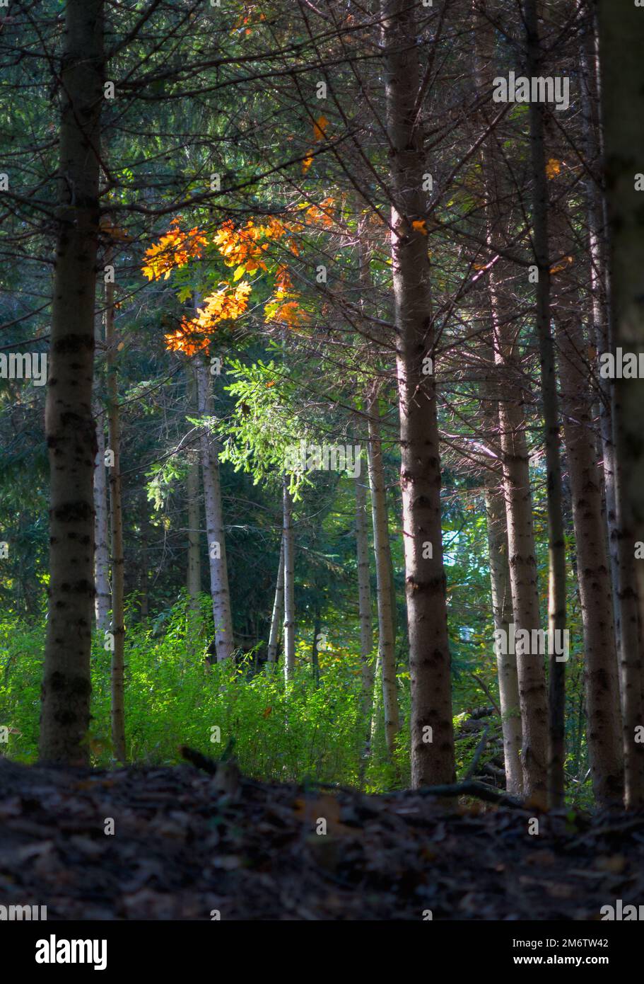 Autumn colored leaves glowing in sunlight in avenue of beech trees ...