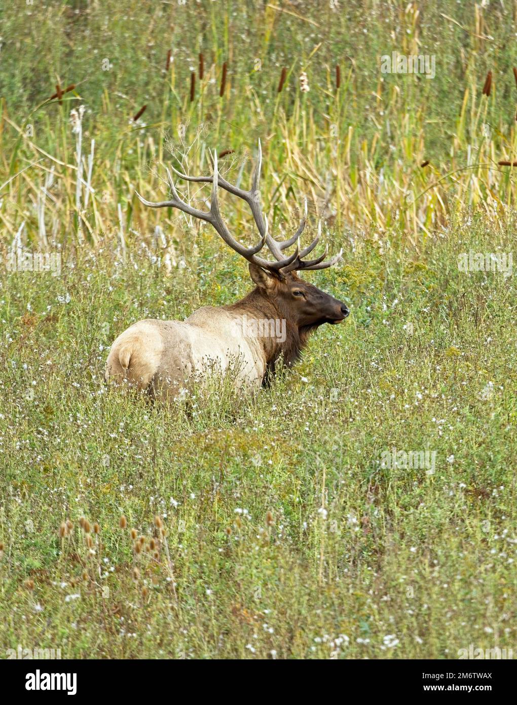Large male elk in tall grass Stock Photo Alamy
