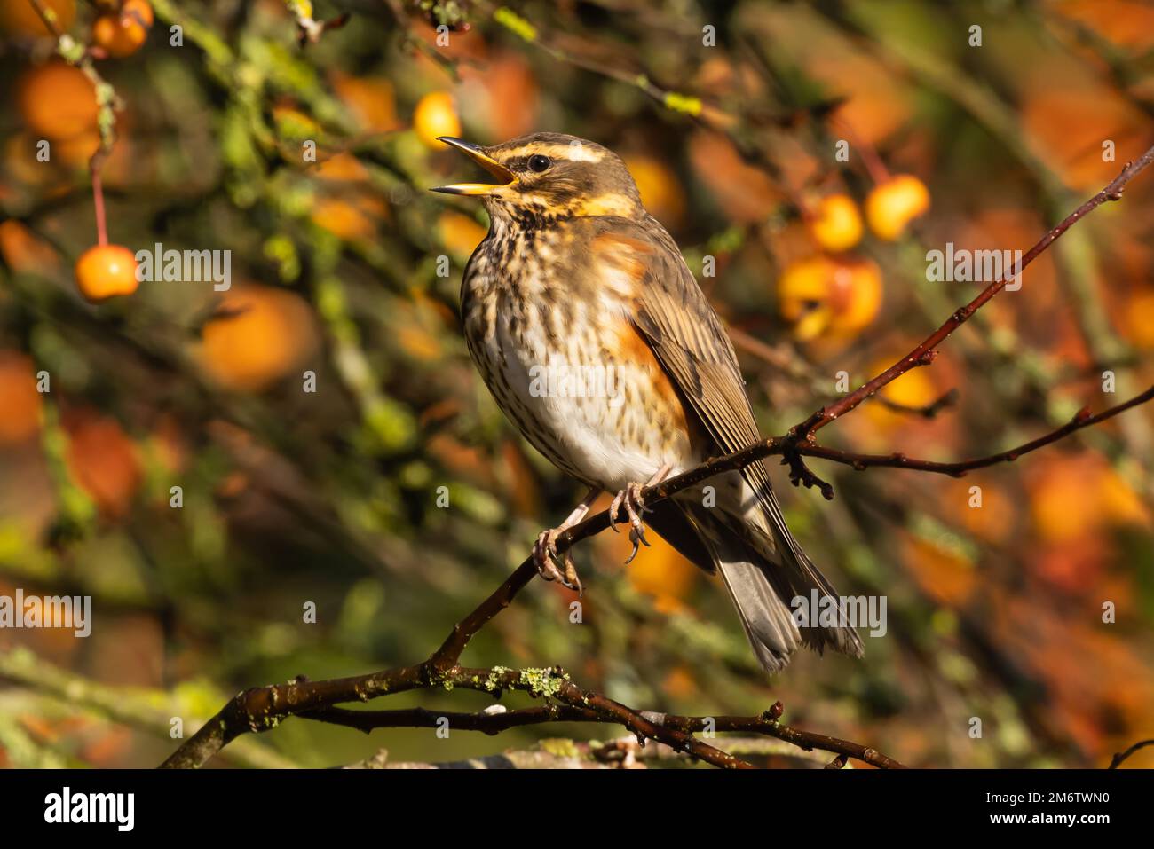 Redwing singing in a Crabapple tree Stock Photo