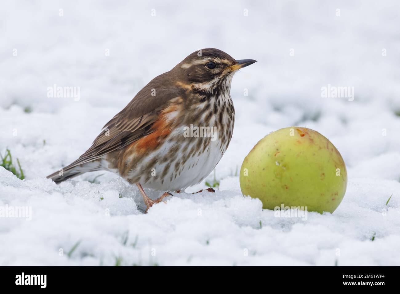 Redwing on snow with a windfall apple Stock Photo