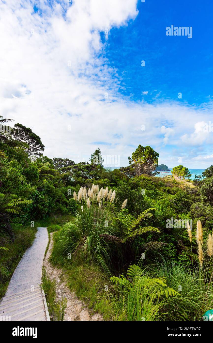 The road to Cathedral Cove Stock Photo