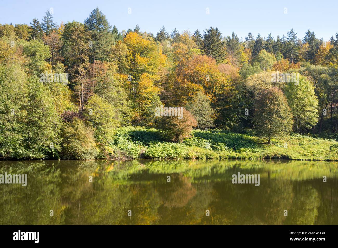 Small lake surrounded by forest with colorful plants at autumn Stock ...