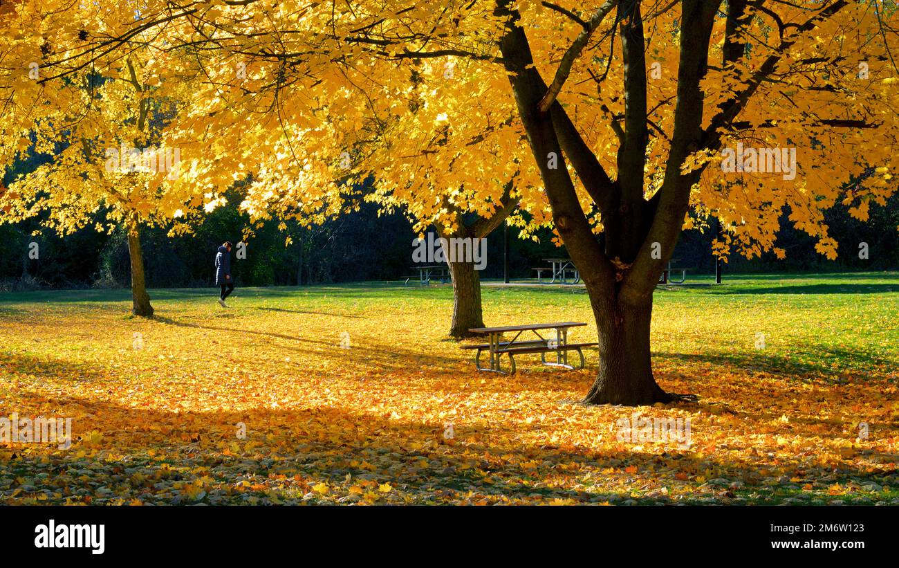 A woman walking on a public park with autumn leaf colour Stock Photo ...