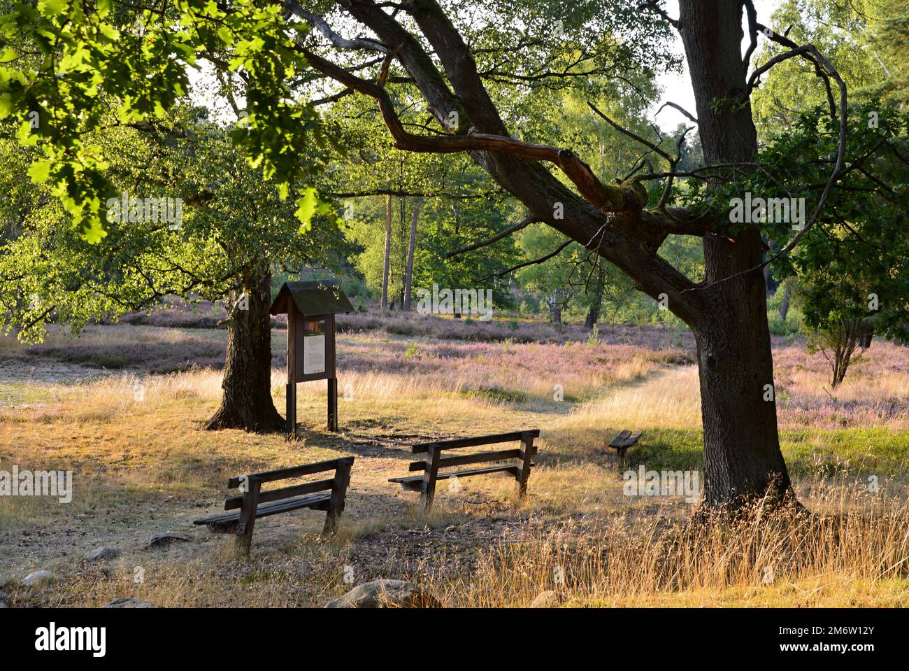 Summer Landscape in the Heath Tietlinger Heide, Lower Saxony Stock Photo