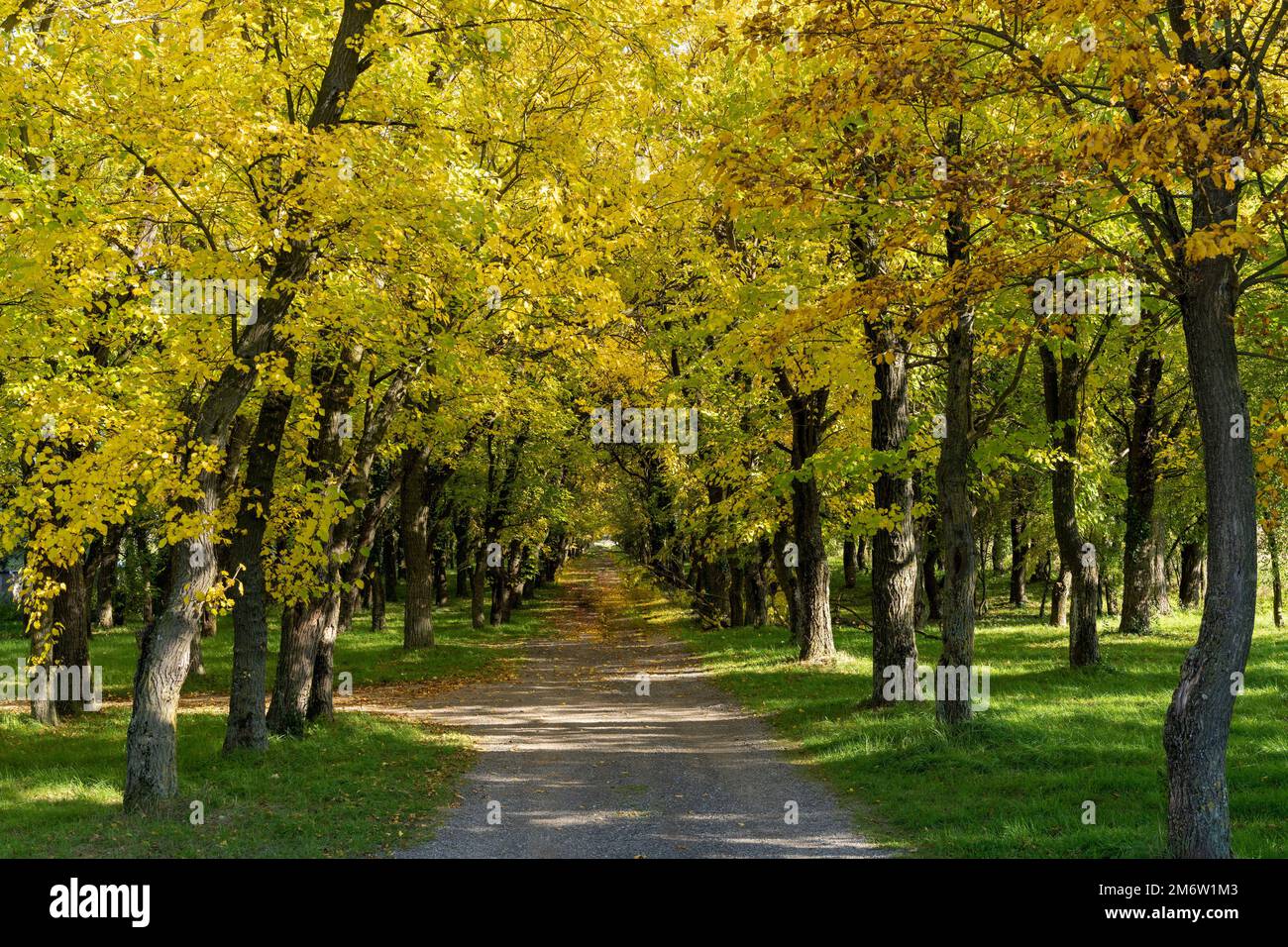 Idyllic view of a small country road leading into endless golden autumn forest Stock Photo