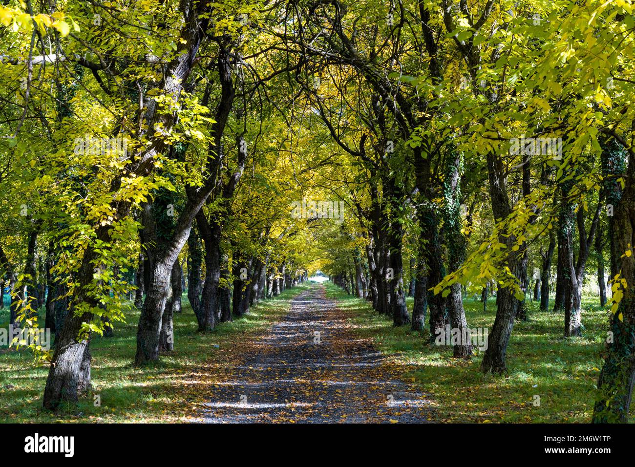 Gravel road leading small hi-res stock photography and images - Alamy