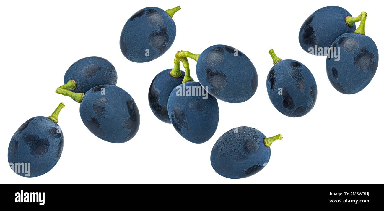 Dark blue grape isolated on white background Stock Photo